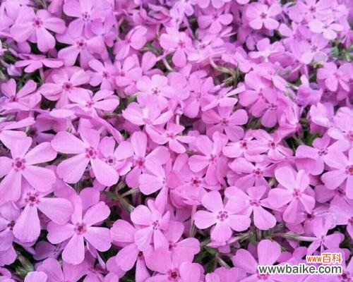 揭示宿根福禄考花语的内涵 宿根福禄考花语的意义及传承之道