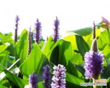 梭鱼草的花朵和植物的特点 梭鱼草花语与其象征意义