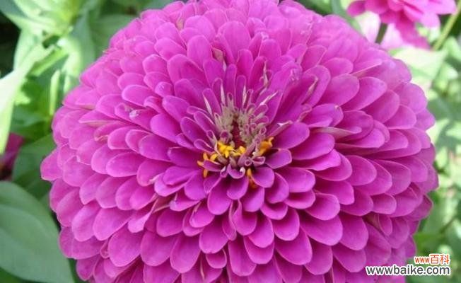 解读不同花卉的花语之谜 花语之美