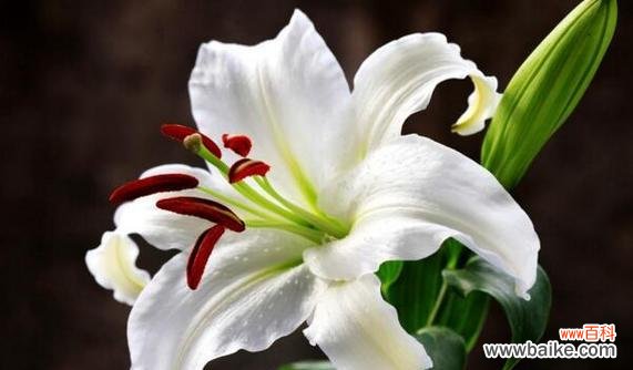 探寻金百合花的花语与寓意 金百合花