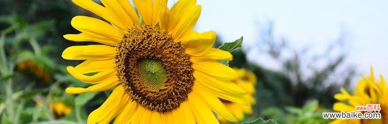 探寻向日葵的美与含义 向日葵