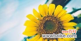 探寻向日葵的美与含义 向日葵