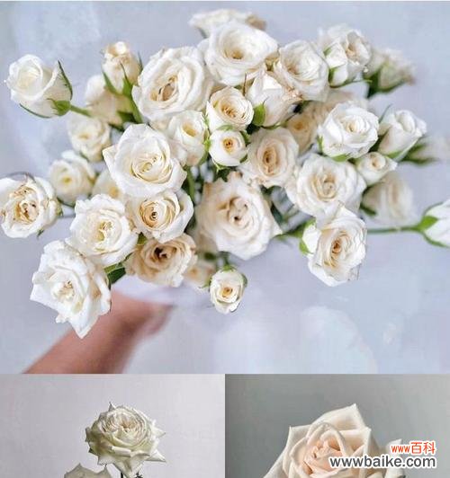 泡泡玫瑰花语的魅力与意义 狂欢泡泡玫瑰花语