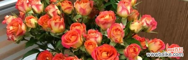 泡泡玫瑰花语的魅力与意义 狂欢泡泡玫瑰花语