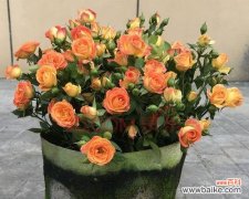 泡泡玫瑰花语的魅力与意义 狂欢泡泡玫瑰花语