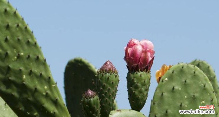 揭秘仙人掌开花的意义与象征 仙人掌开花的神秘预示