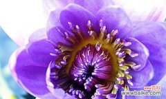 唤醒心灵的芳香诗篇 延药睡莲花