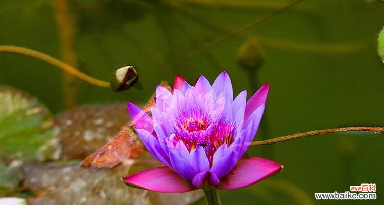 唤醒心灵的芳香诗篇 延药睡莲花