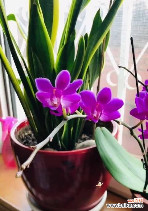 蝴蝶兰花——美丽与自由的化身 蝴蝶兰的象征与寓意
