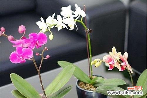 蝴蝶兰花——美丽与自由的化身 蝴蝶兰的象征与寓意