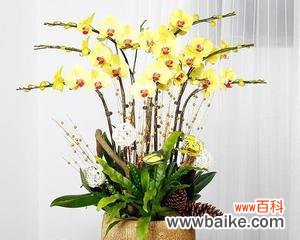 蝴蝶兰花——美丽与自由的化身 蝴蝶兰的象征与寓意