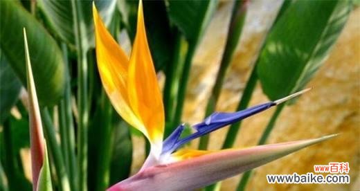 探寻天堂鸟花语的美丽之谜 天堂鸟花语与自然的和谐