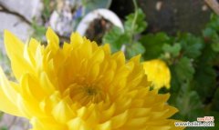 揭示黄菊花所代表的情感与象征 黄菊花的花语与含义