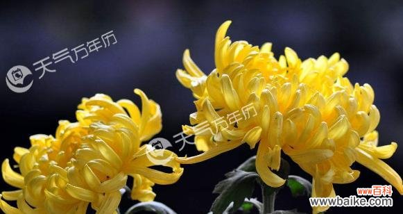 揭示黄菊花所代表的情感与象征 黄菊花的花语与含义