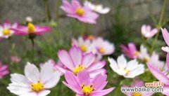 以表示乐观的花为主题的探索和启示 乐观之花