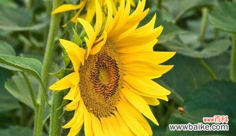 以表示乐观的花为主题的探索和启示 乐观之花