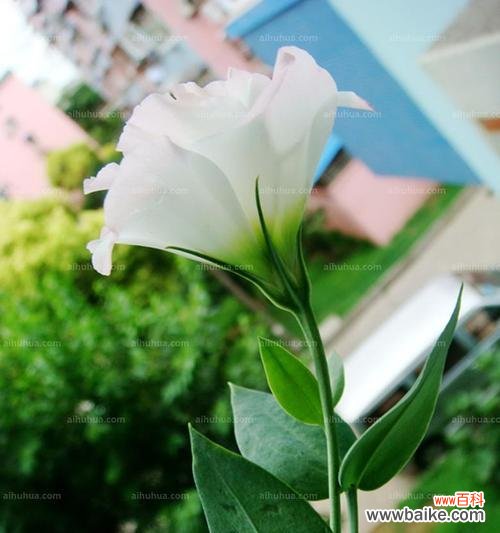 探究绿色洋桔梗的花语以及它所传达的情感和寓意 绿色洋桔梗的花语和意义