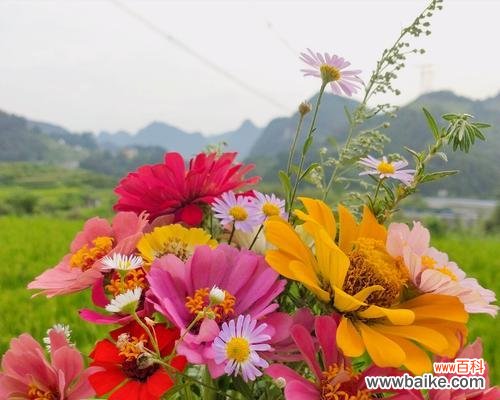 以什么花的花语是牵挂 牵挂之花