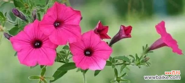 以什么花的花语是牵挂 牵挂之花