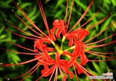 探寻莲花花语 重生的希望——以莲花为主题的花语