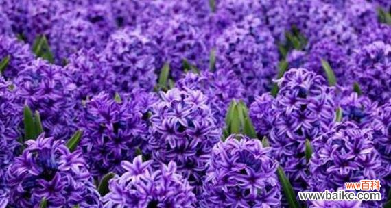 探寻莲花花语 重生的希望——以莲花为主题的花语