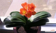 君子兰的寓意与象征风水——品味高尚，吉祥遨游