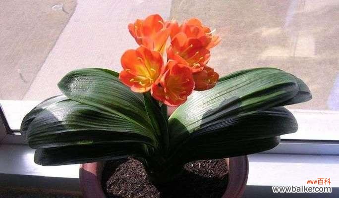 君子兰的寓意与象征风水——品味高尚,吉祥遨游