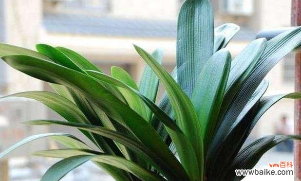 君子兰的寓意与象征风水——品味高尚,吉祥遨游