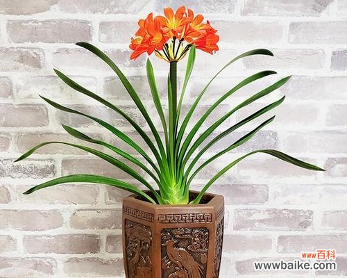 君子兰的寓意与象征风水——品味高尚,吉祥遨游