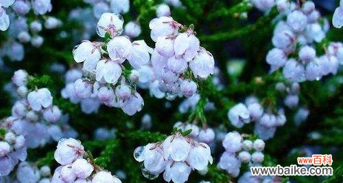 不同颜色的玫瑰花所传递的花语 《唯一的花语——以玫瑰花为主题的文章》