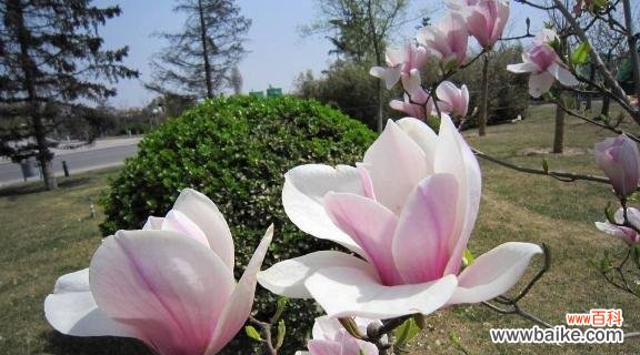 不同颜色的玫瑰花所传递的花语 《唯一的花语——以玫瑰花为主题的文章》