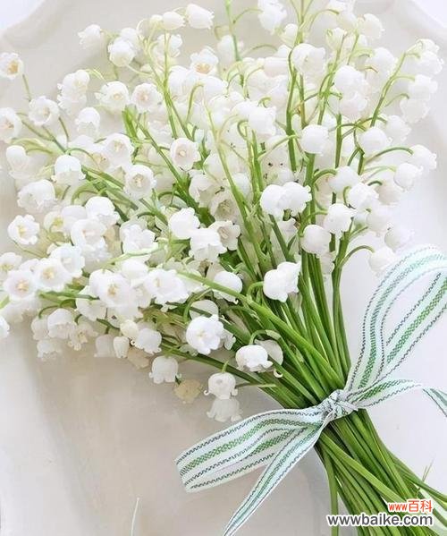 追寻纯洁与真实的花海 白铃兰的花语与寓意