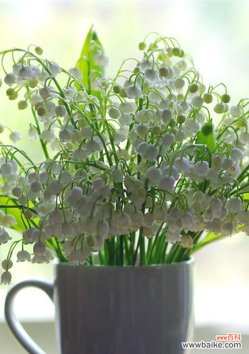追寻纯洁与真实的花海 白铃兰的花语与寓意