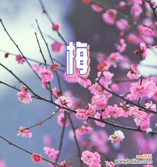 寒冬之中独立坚强 梅花花语的意义和魅力