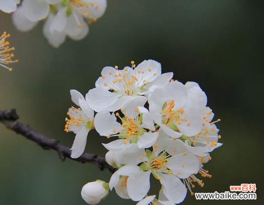 寒冬之中独立坚强 梅花花语的意义和魅力