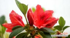 寒冬之中独立坚强 梅花花语的意义和魅力