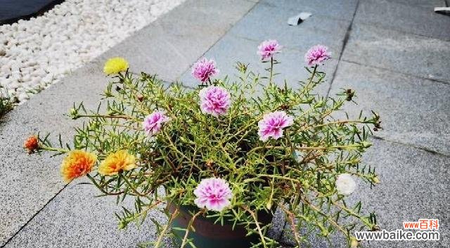 探索以太阳花的象征意义及其历史背景 以太阳花