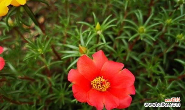 探索以太阳花的象征意义及其历史背景 以太阳花