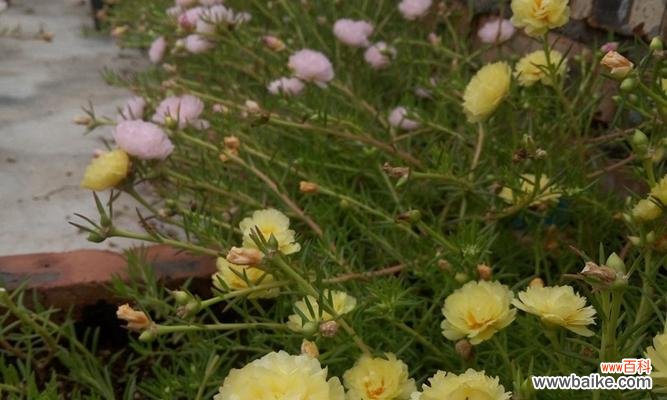 探索以太阳花的象征意义及其历史背景 以太阳花