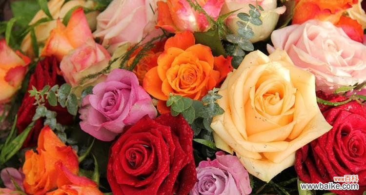 从玫瑰花数量看爱情与友情的表达 玫瑰花数量的含义——传递的情感和意义