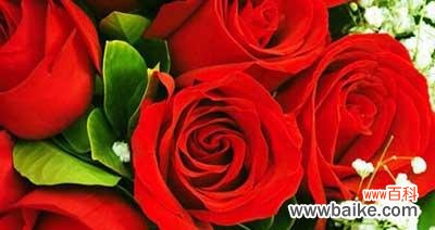 从玫瑰花数量看爱情与友情的表达 玫瑰花数量的含义——传递的情感和意义