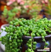 牡丹吊兰的花语是什么？它代表了哪些意义？