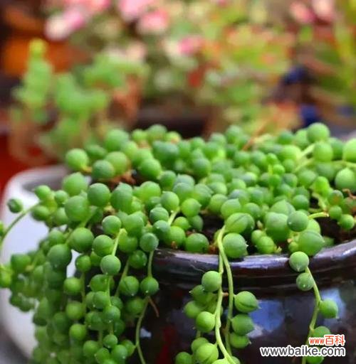 牡丹吊兰的花语是什么?它代表了哪些意义?