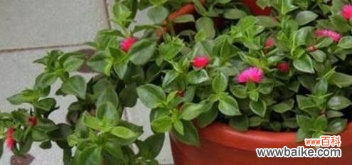 牡丹吊兰的花语是什么?它代表了哪些意义?