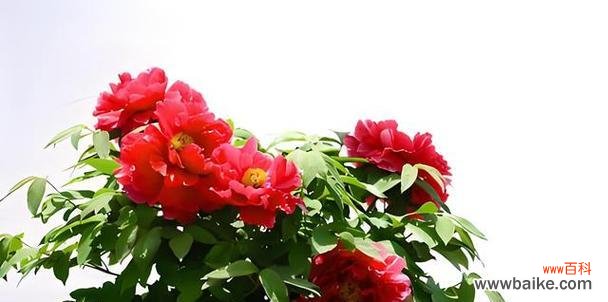 牡丹花象征意义是什么？牡丹花代表的含义有哪些？