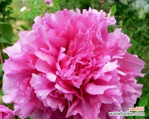 牡丹花象征意义是什么？牡丹花代表的含义有哪些？