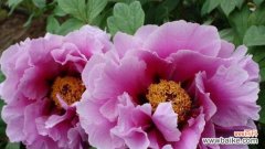 牡丹花象征意义是什么？牡丹花代表的含义有哪些？