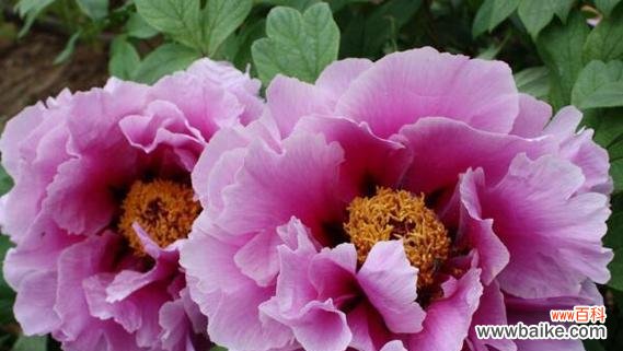 牡丹花象征意义是什么？牡丹花代表的含义有哪些？