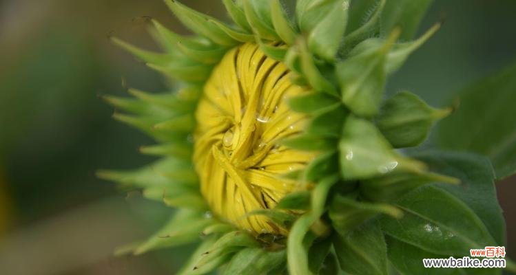 阳光下的坚韧与希望 向阳花的花语及其深刻内涵