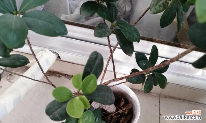 探索小榕树的内涵与象征 小榕树的寓意与象征